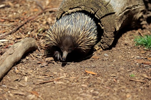 Short-beaked Echidna