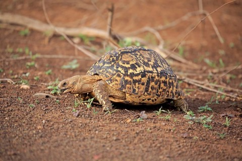 Leopard tortoise