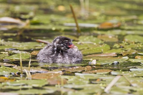 Little grebe