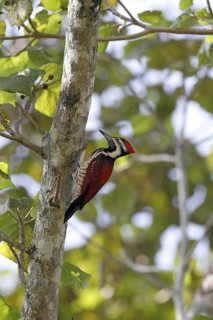 Black-rumped flameback