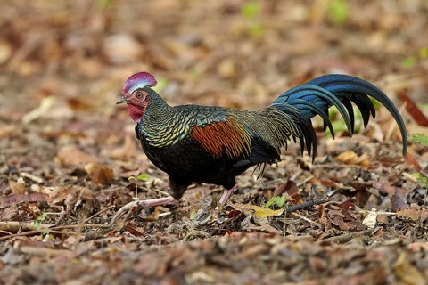 Green junglefowl