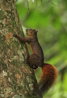 Red-tailed squirrel