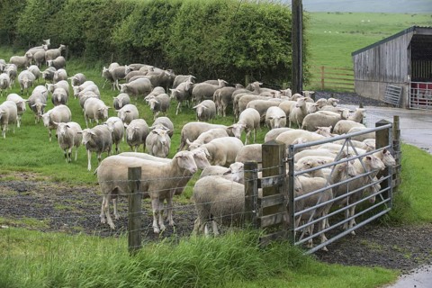 Friesian Dairy Sheep