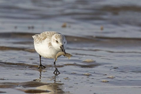 Sanderling