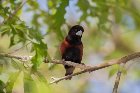 Chestnut Munia