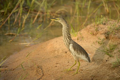 Indian Pond-heron