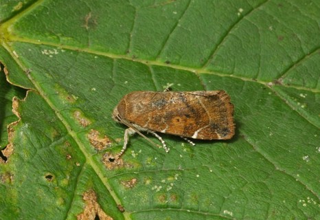 Lesser-spotted Pinion