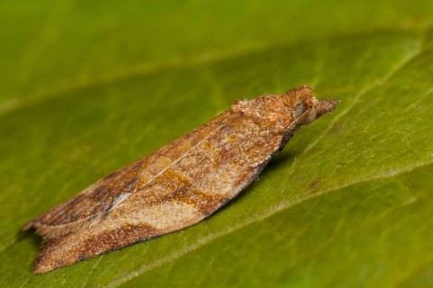 An orange example of the extremely variable light brown apple moth