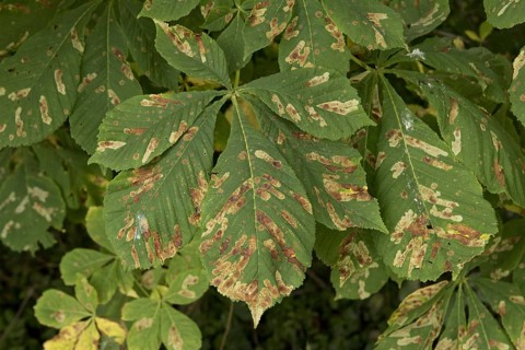 Horse chestnut