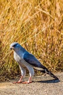 Lizard buzzard