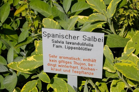 Informationstafel Spanischer Salbei