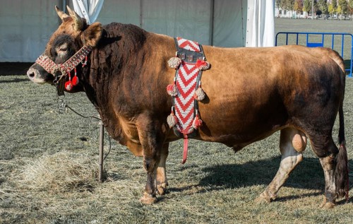 Brown bull with traditional Turkish fabric on it on green grass in display