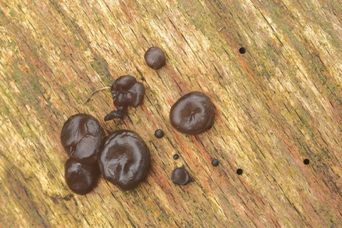 Earth tongue