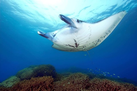 Manta ray at reef manta ray