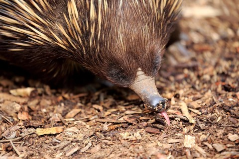Echidna