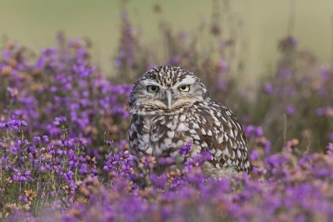 Little owl