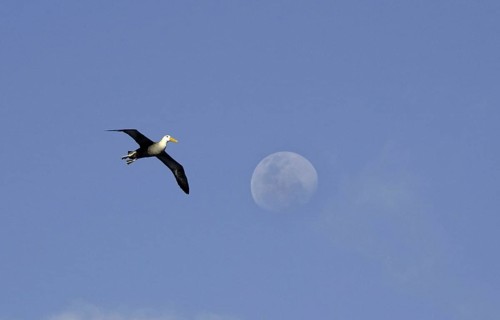 Waved Albatross