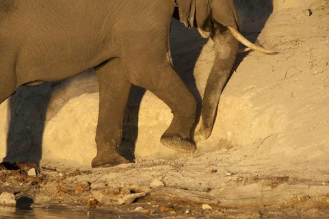 African Bush Elephant
