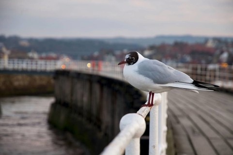 Black-headed Gull