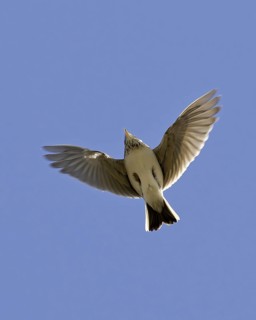 Skylark
