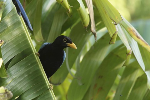 Yucatan jay