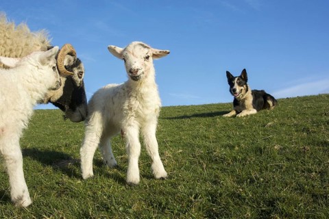 Domestic sheep