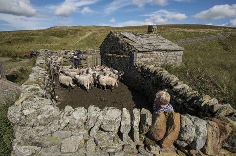 Swaledale sheep