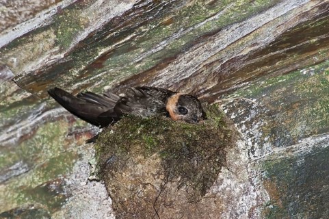 Chestnut-collared Swift