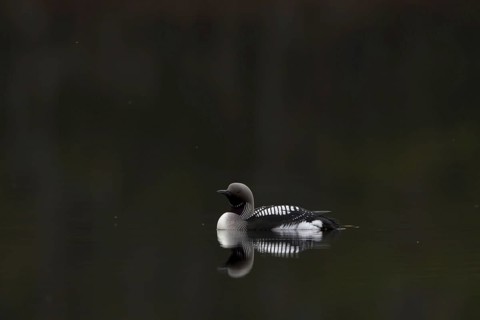 Black-throated Diver