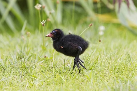 Common Moorhen