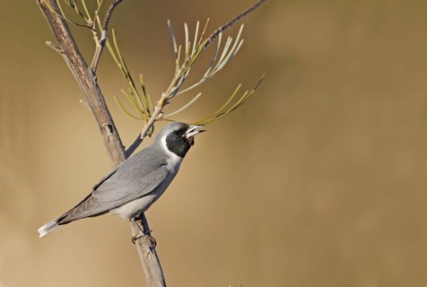 Masked Woodswallow