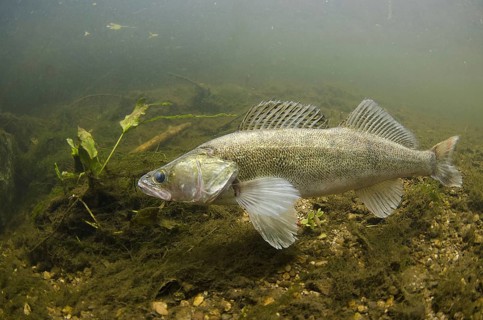 Zander