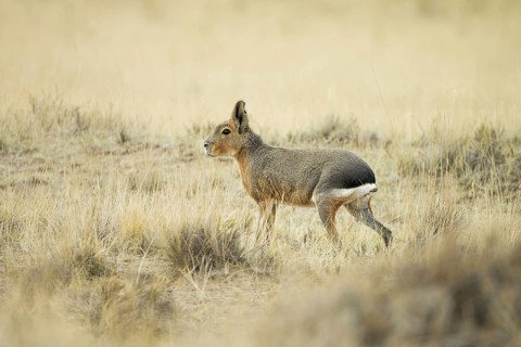 Adult Patagonian patagonian mara