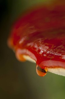 Close-up on the drops of blood trickling over the edge of a beefsteak fungus