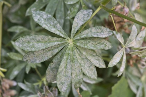 Powdery mildew on lupin