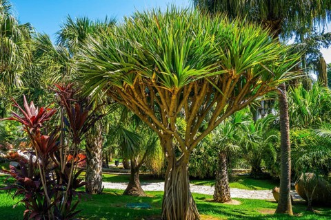 Jardin Botanico Molino de Inca with botanical sights