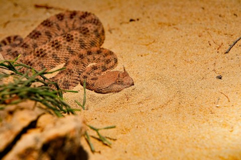 Saharan horned viper
