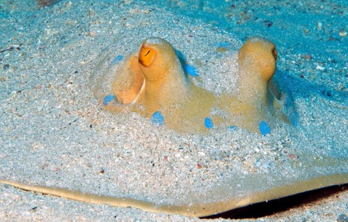 Bluespotted ribbontail ray
