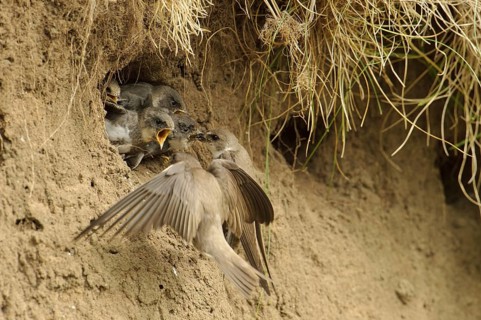 Sand Martin