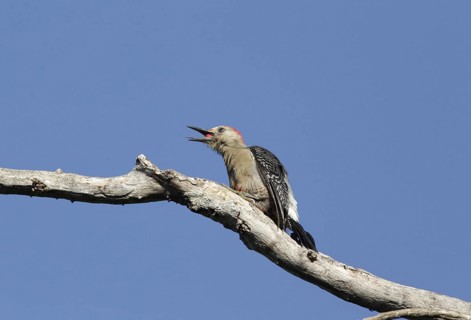 Yucatan woodpecker