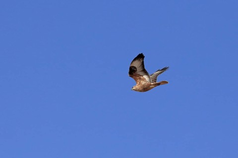 Long-legged Buzzard