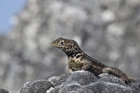 Tropidurus albemarlensis