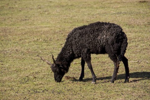 The Racka is a unique breed in which both ewes and rams have long spiral horns. The breed belongs to the zigzag type and originated in Hungary. The b