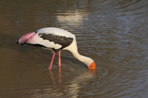Painted stork feeding