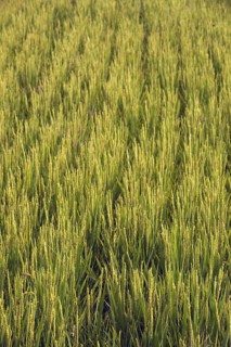 Asian rice