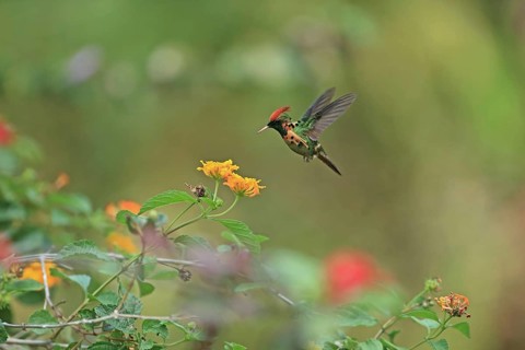 Tufted Coquette