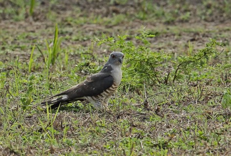 African cuckoo goshawk
