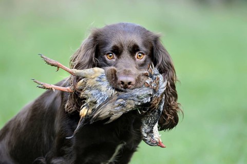 Domestic dog