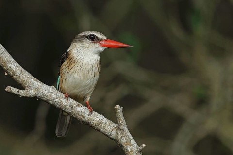 Striated Kingfisher