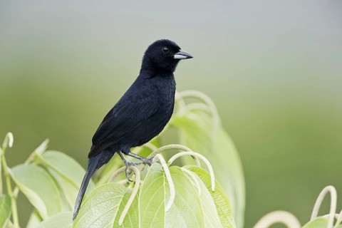 White-lined Tanager
